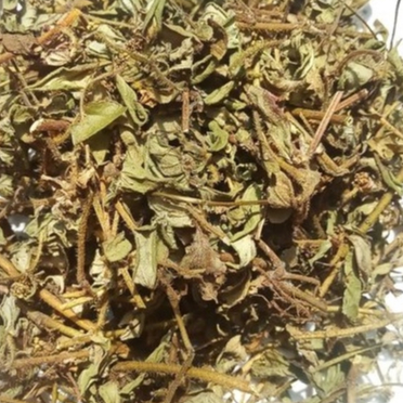 

DAUN JAMU MURAH PATEKAN / PATIKAN KEBO / BARIDHDUDI KERING 50 GRAM