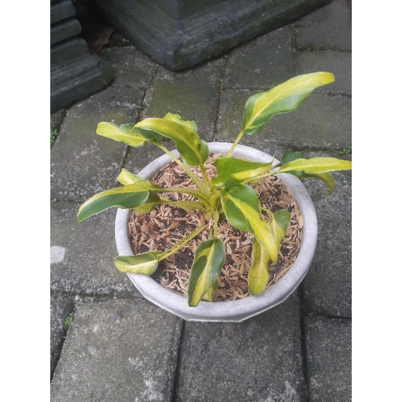 philodendron xanadu varigata