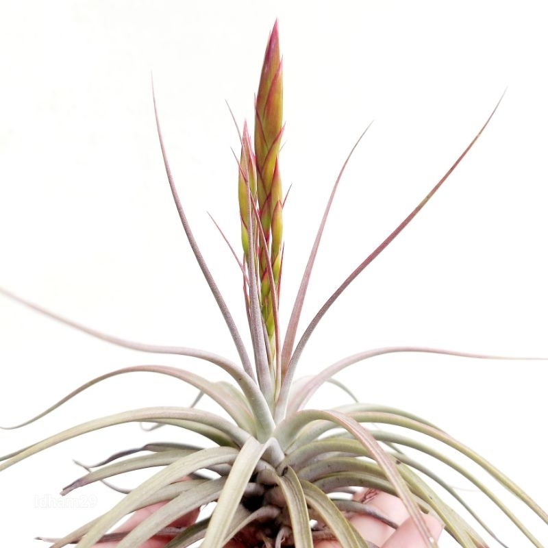 Tillandsia Concolor Ukuran Small