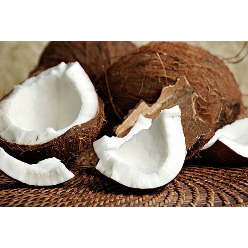 

KELAPA SUPER PESISIR