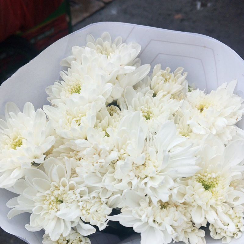 Bunga aster putih