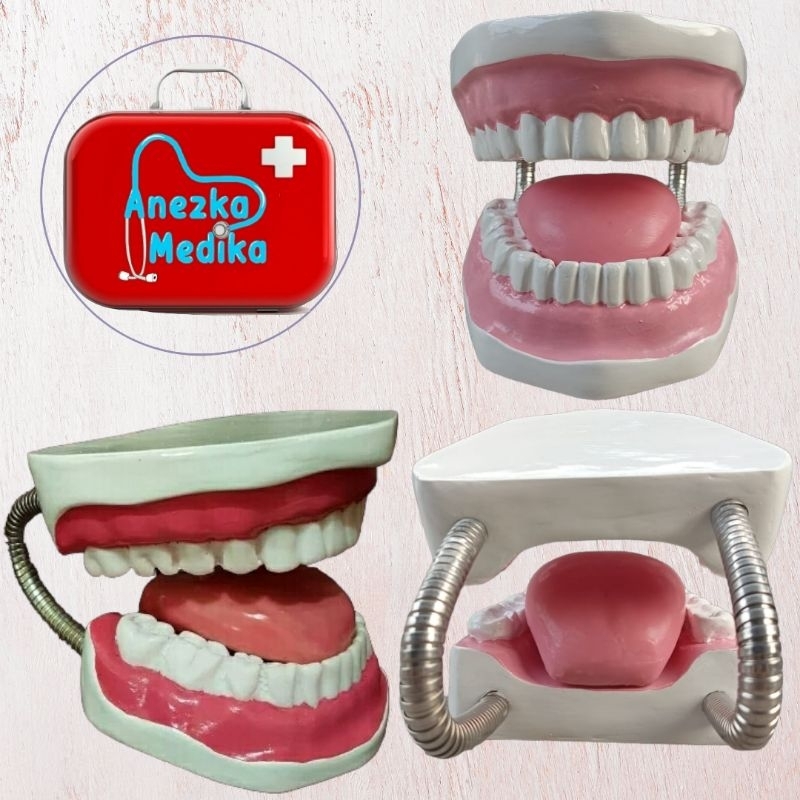 Phantom / Manekin / Manikin gigi anak