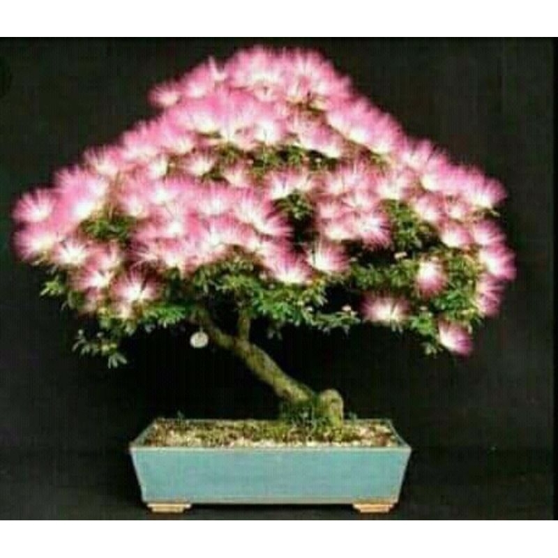 Kaliandra sulimaraja impor vietnam