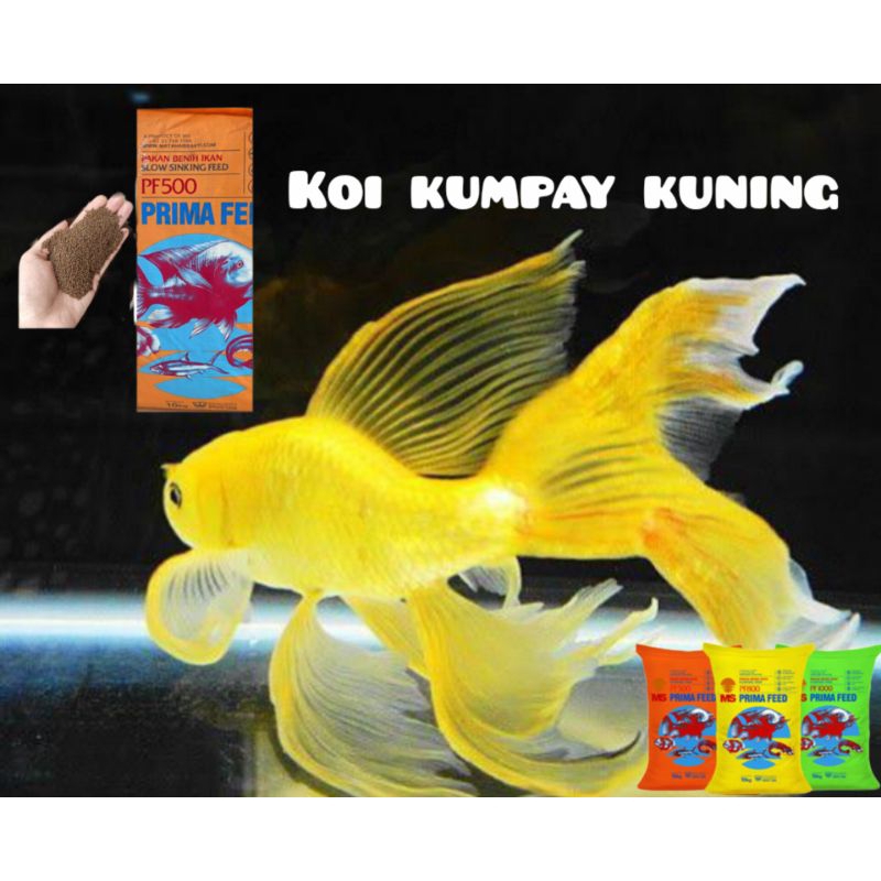 Pakan,, Koi kumpay Kuning Slayer