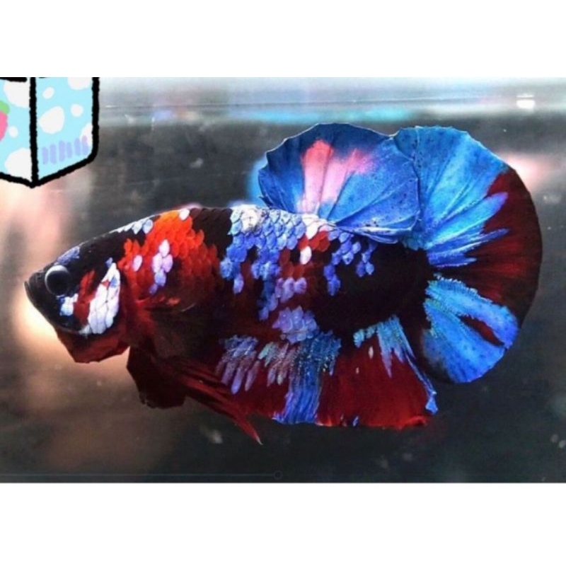 Cupang Koi Galaxy top Grade