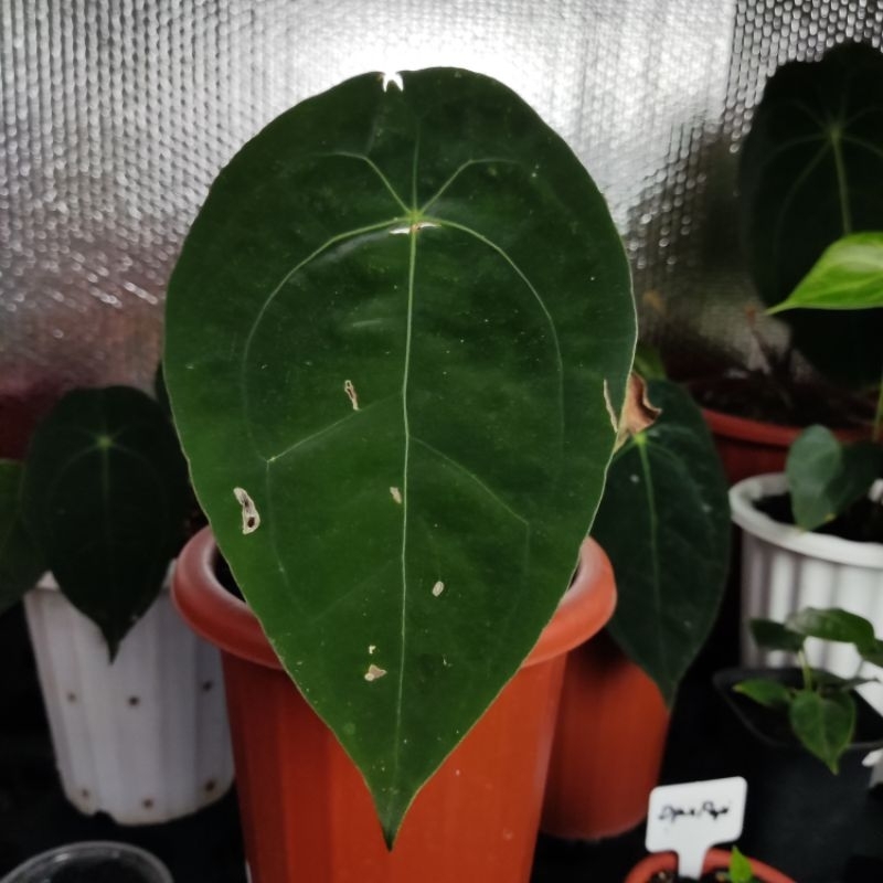 anthurium Velvetmask Forgetii x papillilaminum