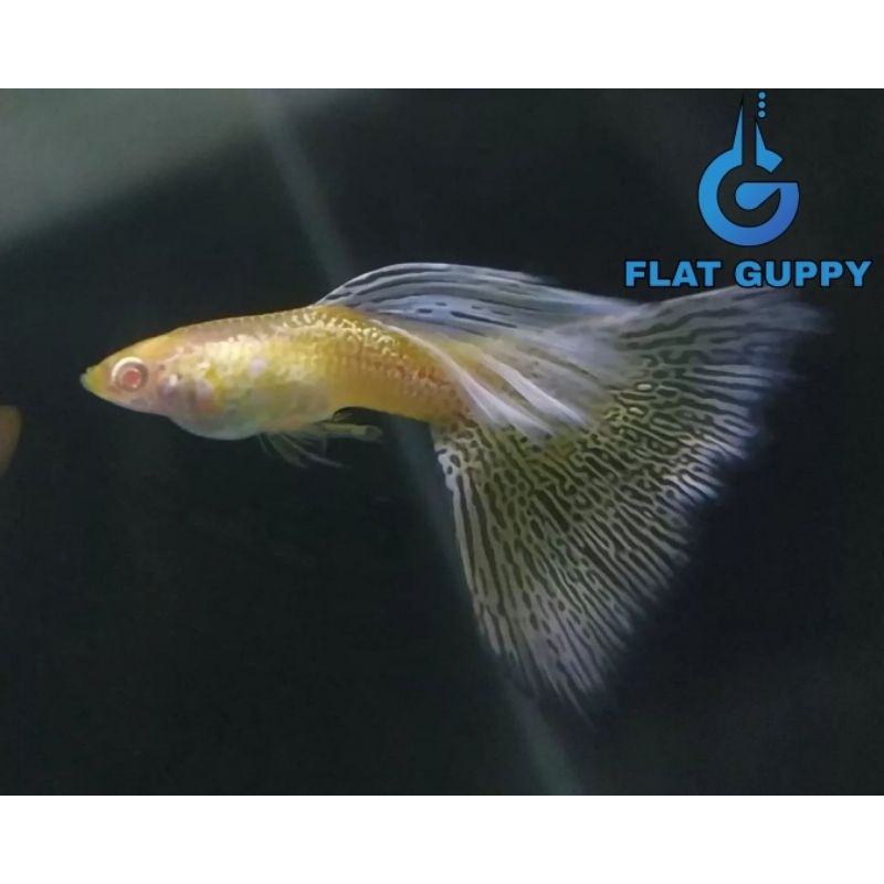 Bisa COD Albino Purple Lace