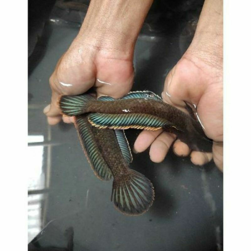 Limbata 1 pair size 10-14 cm ,rim tebal ,indukan ok