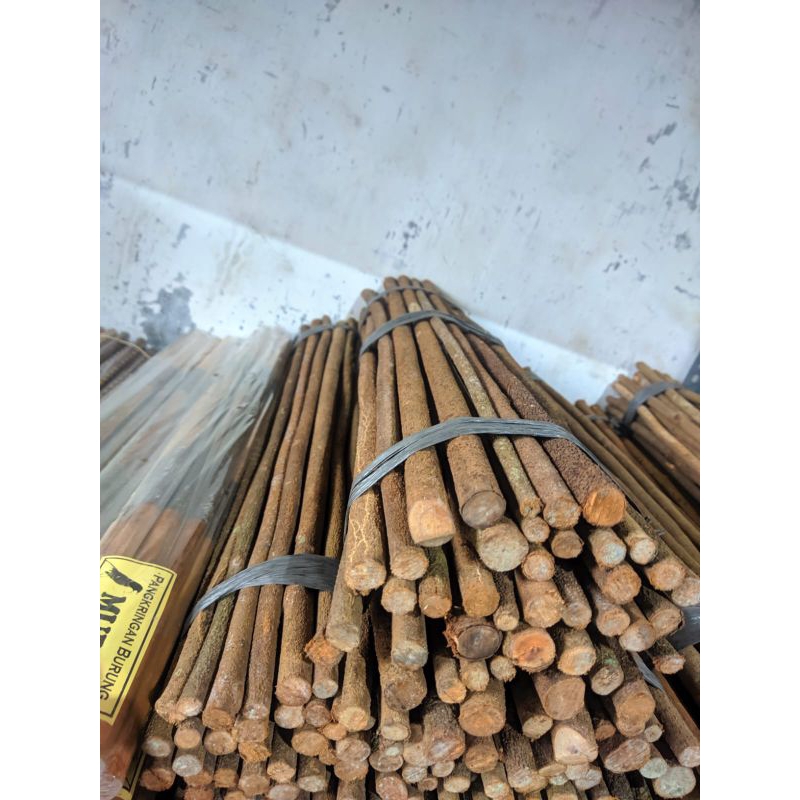 tangkringan Burung murai asem bali kasar kualitas super