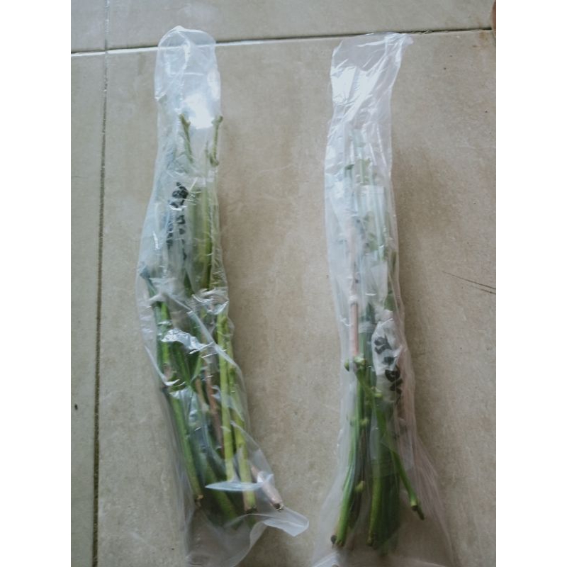 entres jambu air green giant