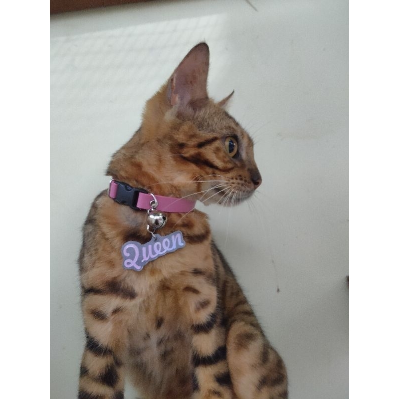 kalung kucing kulit custom nama akrilik hologram