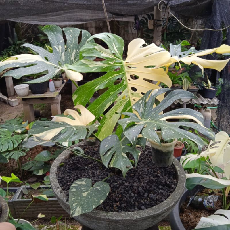 Tanaman hias Induk Besar Monstera Thaiconstalation ( Monthai )