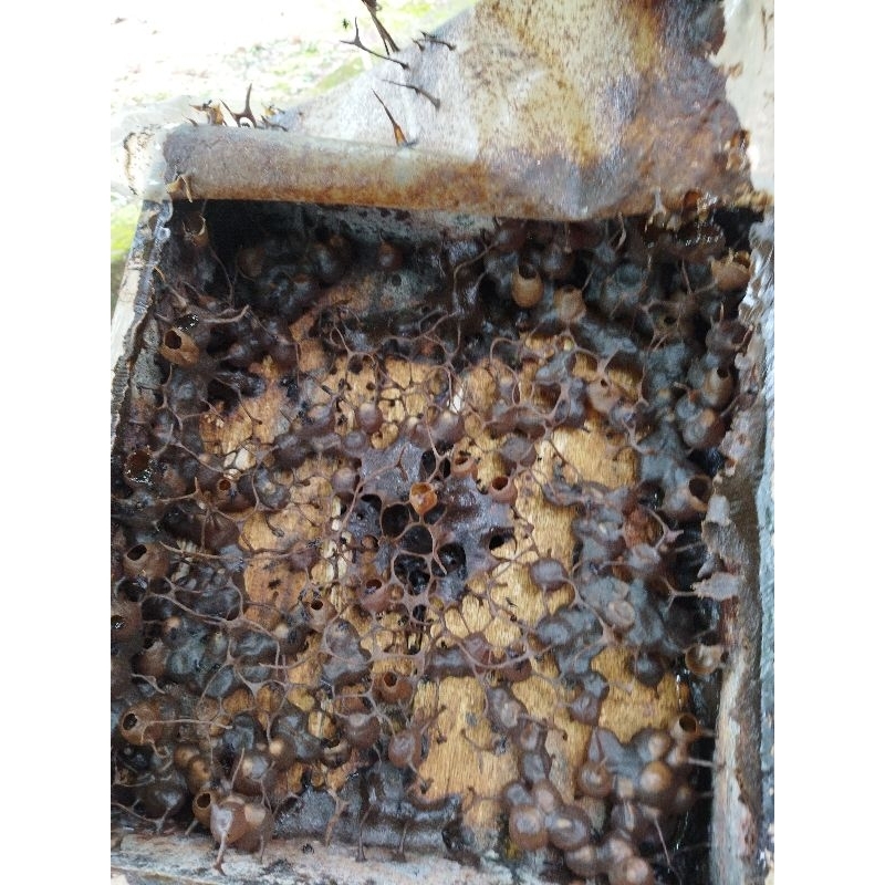 Log Toppingan Itama Siap Panen