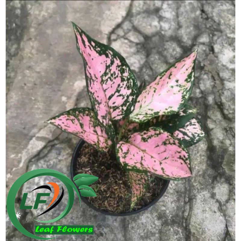 (BISA COD) PROMO Aglonema rubi pink - tanaman hias aglonema rubi pink
