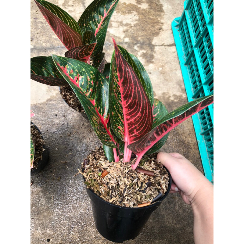 Aglaonema adelia lokal