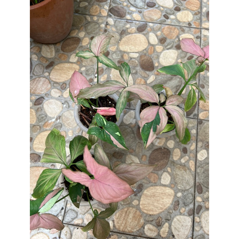 Syngonium Red Spot Tri Color