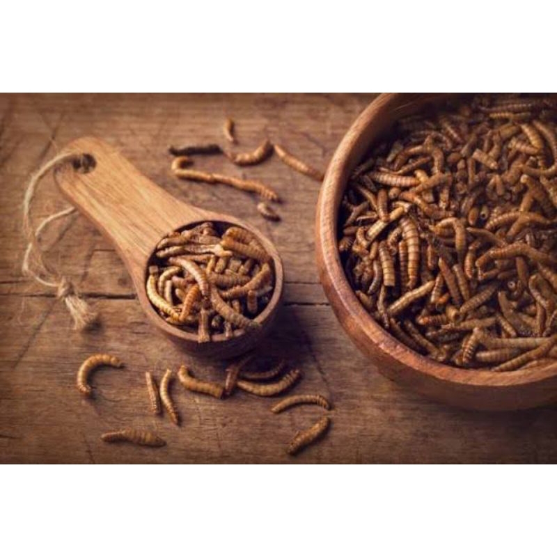 Ulat Hongkong Kering/Dried Mealworm