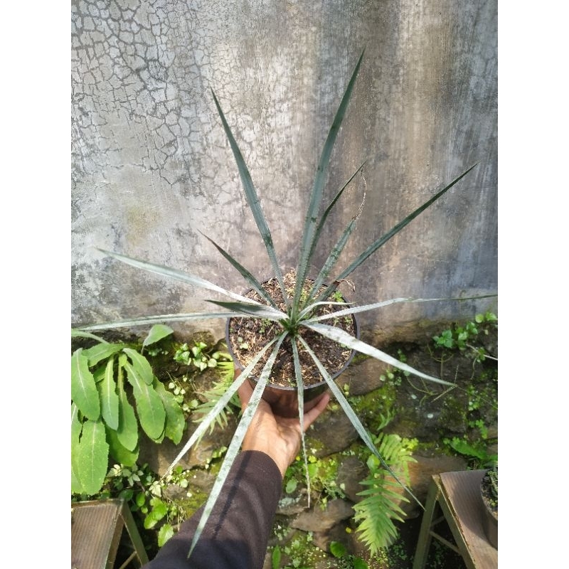 Bibit yucca rostrata