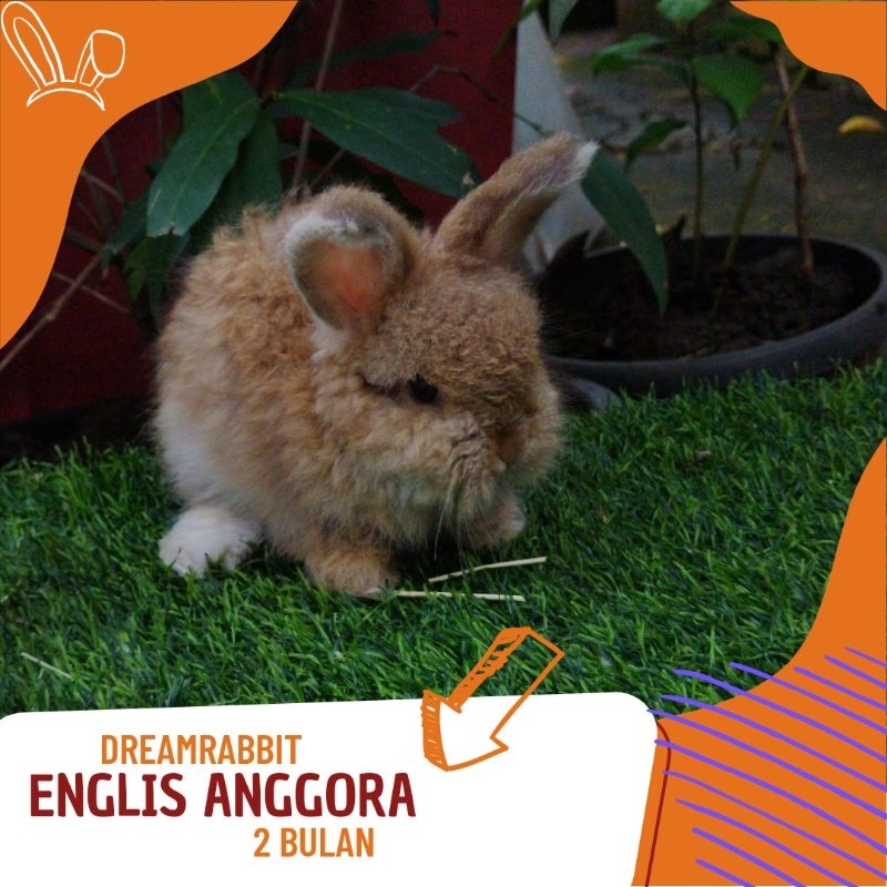 kelinci hias englis anggora warna ornge