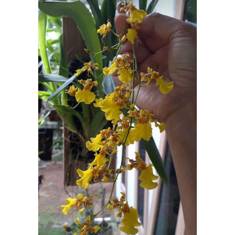 Anggrek Oncidium Golden shower