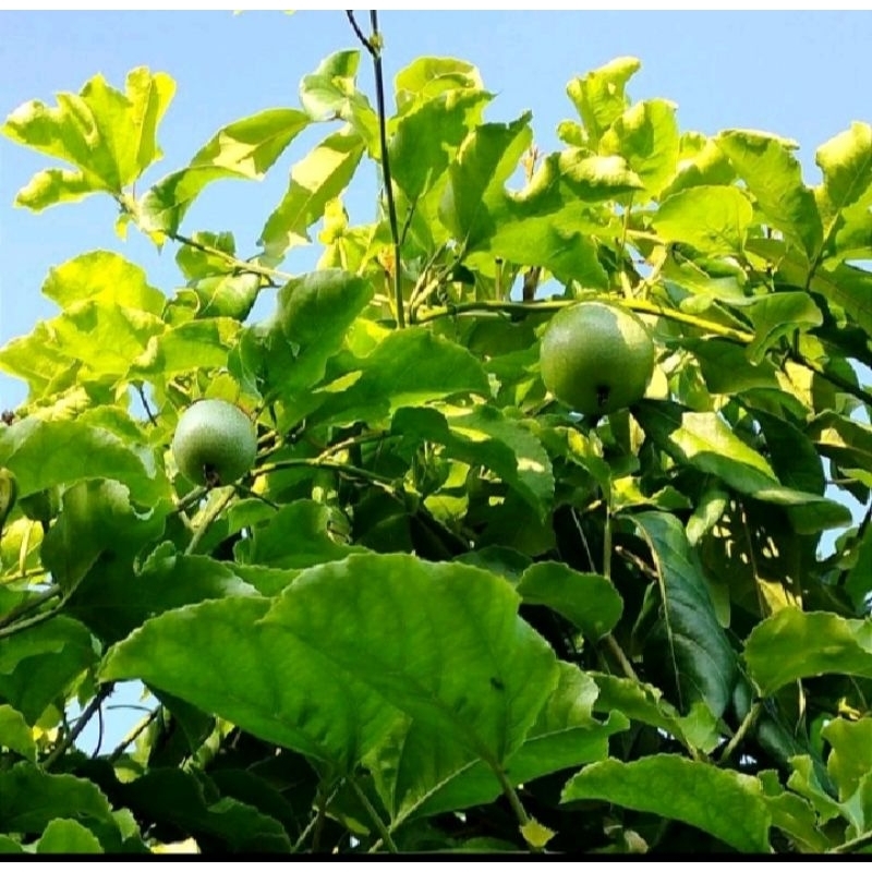 

Daun markisa segar per lembar