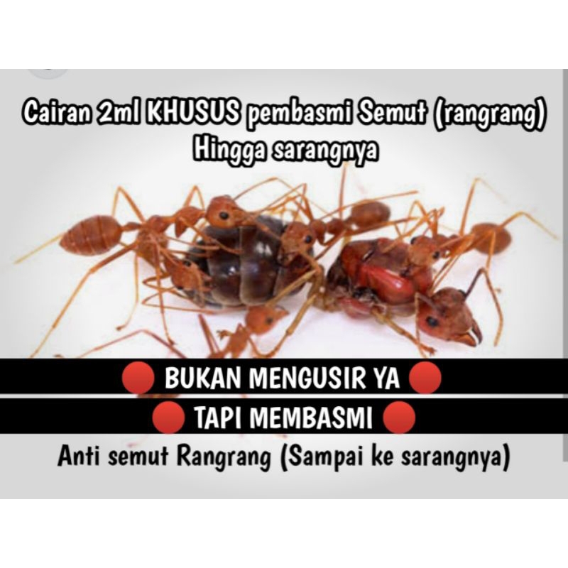 Obat pembasmi semut krangkang (tinggal oles kebadan beberapa semut = beres)