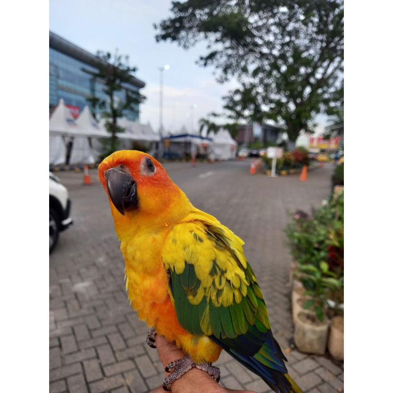 Sun conure