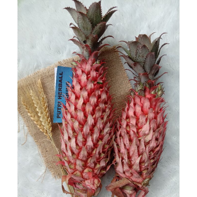 

NANAS MERAH MUDA ASLI NANAS SABRANG HUTAN (UNTUK MELANCARKAN HAID)