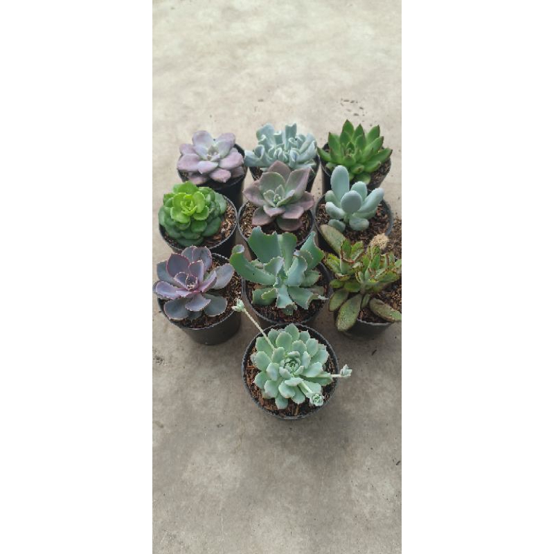 tanaman hias pot 8cm isi 10+ bonus