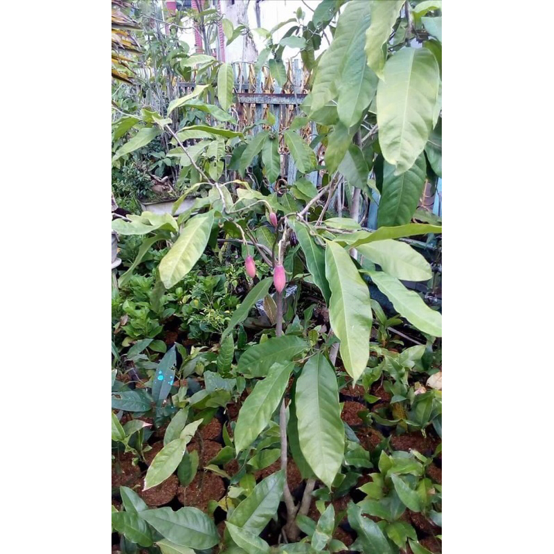 bibit bunga cempaka gondok merah asli murah