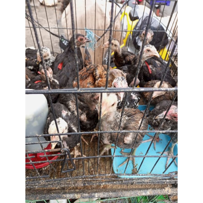 AYAM KAMPUNG - AKA - AYAM KAMPUNG 1 BULAN - BIBIT AYAM KAMPUNG - AYAM KAMPUNG