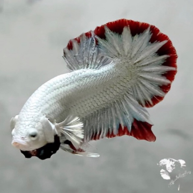 cupang red dragon top