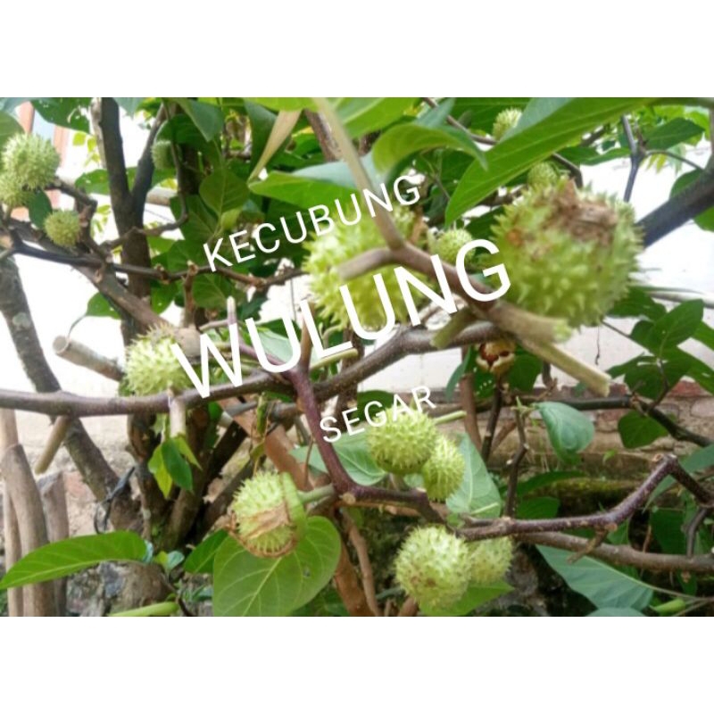 

per biji Buah Kecubung Wulung Segar