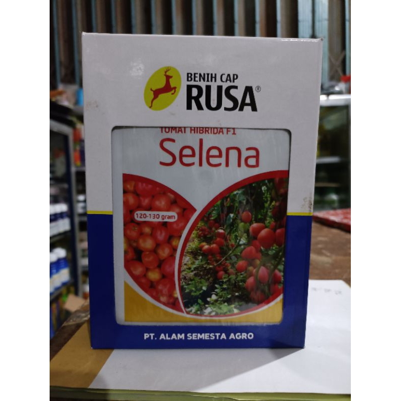 Benih Tomat Beaar Selena  10gram