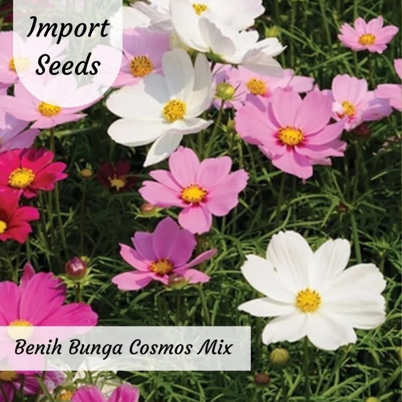 Benih Bunga Cosmos Mix Benih Bunga