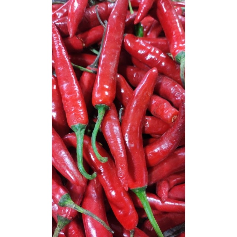 

Cabai merah besar ( TW) 1 gr