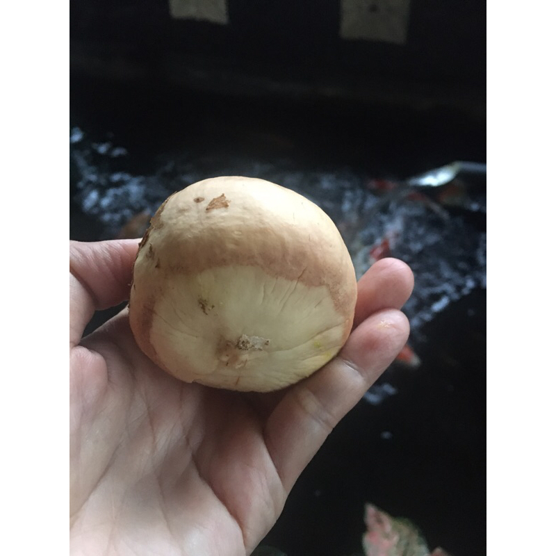 Biji Alpukat Tua siap semai