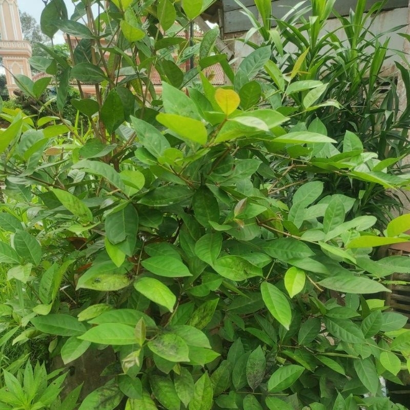 

daun salam fres petik 50 lembar