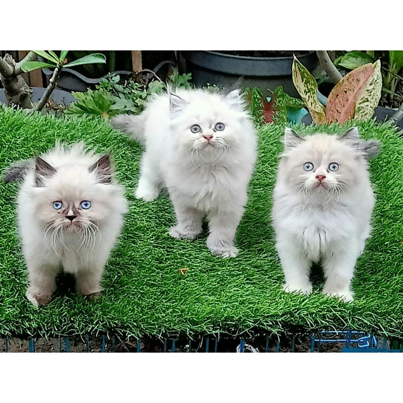 kitten Himalaya Ragdoll