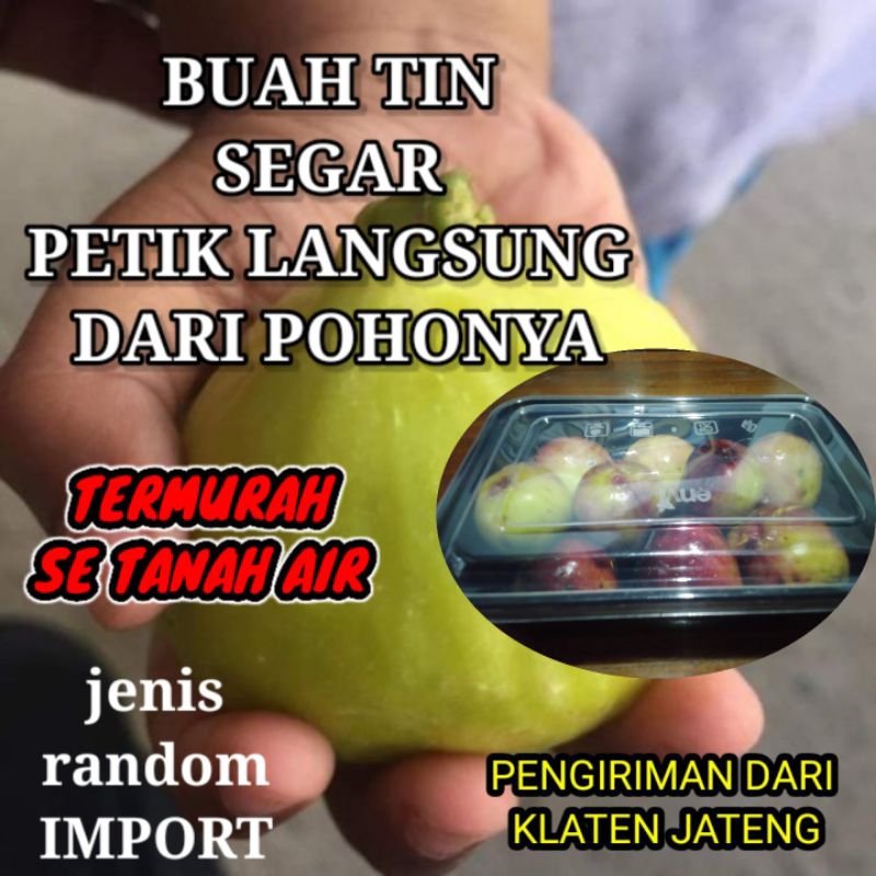 

BUAH TIN SEGAR JENIS IMPORT