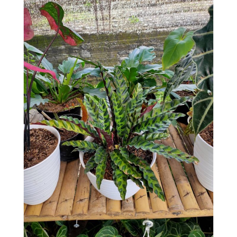 Calathea bulu ayam / Tanaman Hias Calathea Lancifolia / Bunga Kalatea Bulu Ayam / Tanaman Hidup-Bung