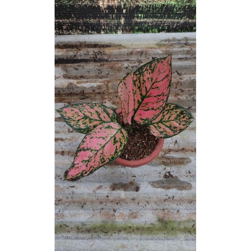 AGLONEMA LADY VALENTIN