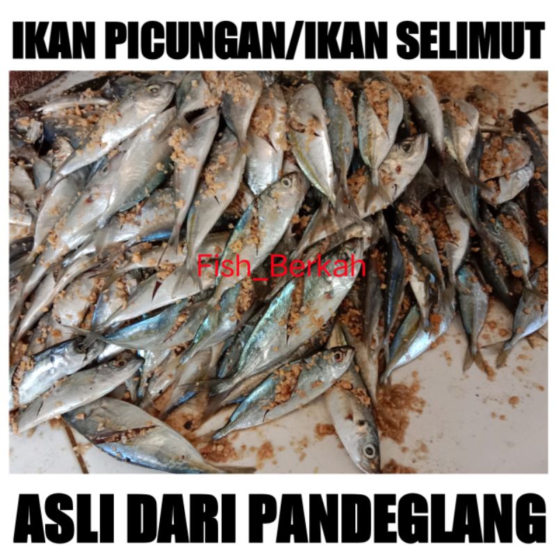 

IKAN PICUNGAN/IKAN PUCUNG/IKAN SELIMUT/IKAN SIAP GORENG - Asli dari pandeglang