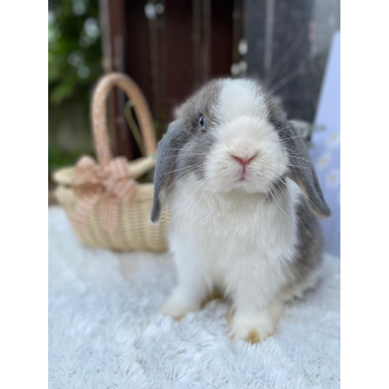 Kelinci Holland Lop Indukan Jantan Mata Biru VM Opal Aouli