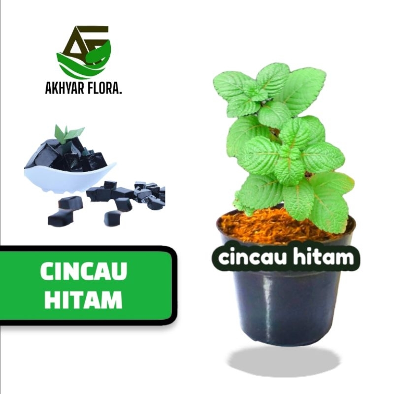 Bibit Tanaman Cincau Hitam Janggelan Tanaman Herbal Cincau Hitam Jangelan