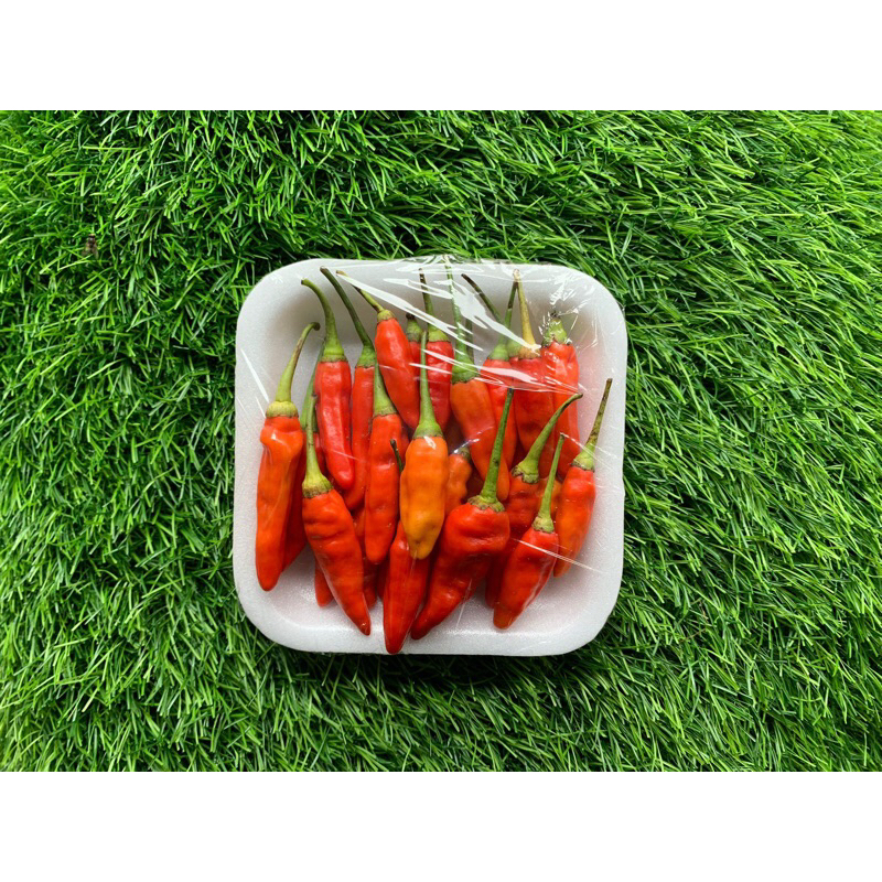 

Cabai rawit merah (10k) feshpeck