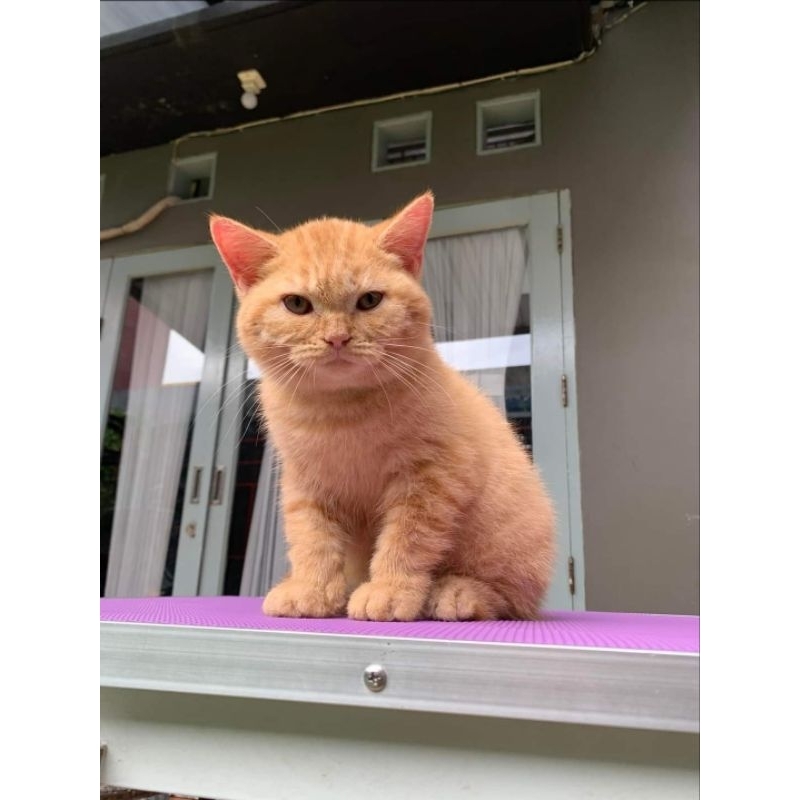 BSH jantan red tabby ped wcf