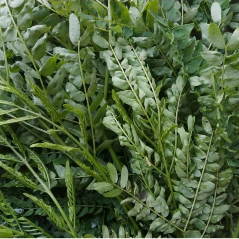 

Daun pete cina segar,Obat tradisonal murah 1Kg