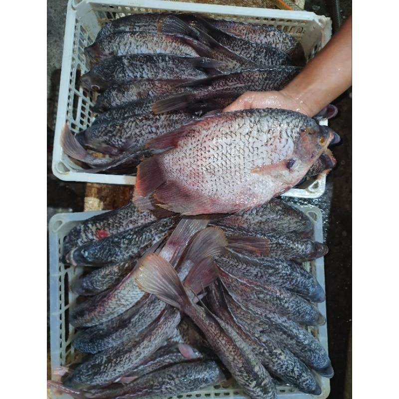 

Ikan Gurame Fresh / Bersih Sisik Bersih Kotoran