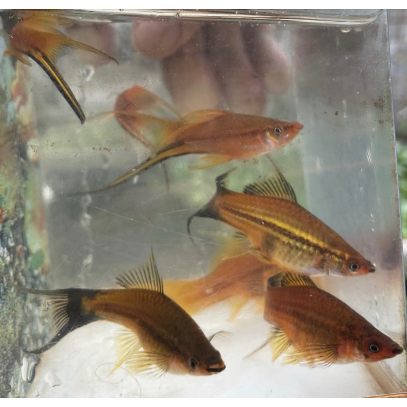 Molly platy pedang sepasang